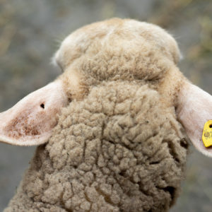 Ersatzohrmarke elektronisch