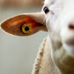 Ohrmarke elektronisch